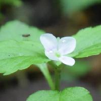 クワガタソウ属 初夏に青い筋の入った白い小さな花