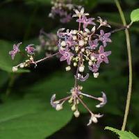 カモメヅル属 初夏にごく小さな紫茶色の花