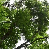 サワグルミ属 サワグルミ