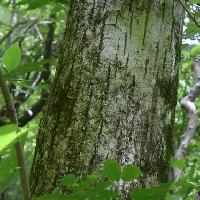 サワグルミ属 樹皮は灰色でやや深く縦方向に割れる