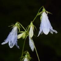 ツリガネニンジン属 晩夏に薄青色の花