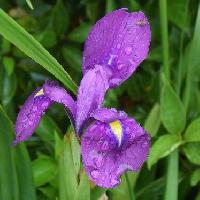 アヤメ属 初夏 紫色の花