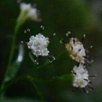 コウモリソウ属 晩夏　小さな白い花