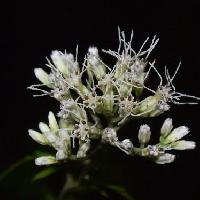 ヒヨドリバナ属 晩夏　白い花
