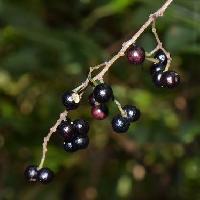 アワブキ属 果実は小さな球形で秋に黒く熟す