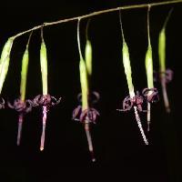 クサヤツデ属 初秋に小さな紫色の花