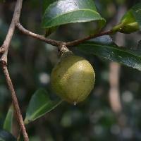 ツバキ属 秋　硬い楕円形の実