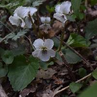 スミレ属 丸葉菫