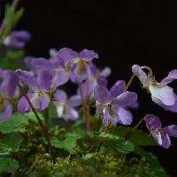 スミレ属 ヒナスミレ