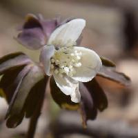 イチリンソウ属 春に白い花