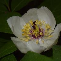 ヤマシャクヤク