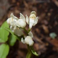 ユウシュンラン