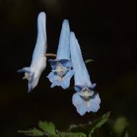 キケマン属 春に青い花