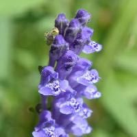 タツナミソウ属 晩春～初夏 紫色の花