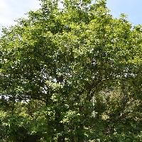 サワグルミ属 シナサワグルミ