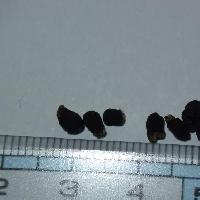 ヒヤシンス属 小さな黒いいびつな楕円形の種子