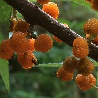 ヤナギイチゴ属 初夏に小さな球形で橙色の実を多数