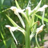 ツレサギソウ属 晩春～初夏　小さな白い花を多数