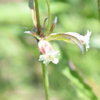 ヒメケフシグロ