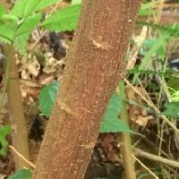 ヤナギイチゴ属 茶褐色の幹　縦方向の皮目