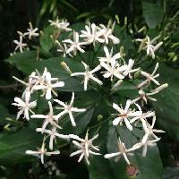 ギョクシンカ属 晩春から夏に小さな白い花
