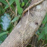 ニシキギ属 樹皮は緑褐色で白い縦方向の皮目