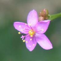 ハゼラン属 夏から秋にかけてごく小さなピンクの５弁花