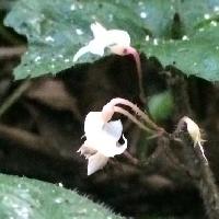 ヤブコウジ属 夏にごく小さな白い花