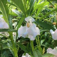 ツリフネソウ属 夏に白い花