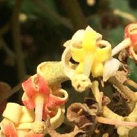 アオギリ属 初夏 房状のクリーム（白黄）色の花