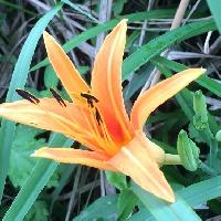 ワスレグサ属 夏 オレンジ色の花
