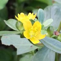 スベリヒユ属 夏 小さな黄色い花