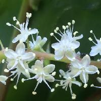アカザカズラ属 小さな白い花