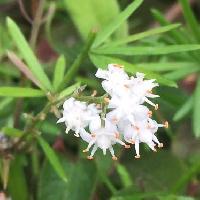 クサスギカズラ属 初夏から初秋に小さな白い花