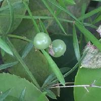 クサスギカズラ属 球形の果実　秋未熟な緑色の実