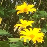ニトベギク属 晩春　大きな黄色い花