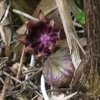ハラン属 春地際に咲く紫の花