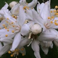 ウツギ属 晩春　白い花