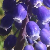 ムスカリ属 青い壺状の花