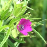 フウロソウ属 春に赤紫の小さな５弁花
