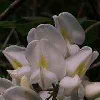 ハリエンジュ属 白い豆花