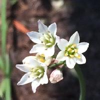 ステゴビル属 晩春から初夏にかけて小さな白い花