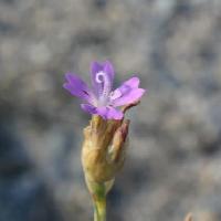 イヌコモチナデシコ属 晩春から初夏　極小さなピンクの花