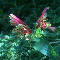 ユリズイセン属 春から夏に赤くて先端は緑色の花
