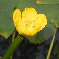 コウホネ属 晩春から夏に黄色い花