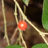 アリドオシ属 果実は小さな球形で冬に赤く熟す