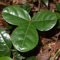 ミヤマトベラ属 ３出複葉 互生 小葉は全縁の楕円形～倒卵形