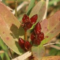 ミズオトギリ属 秋　楕円形で赤く熟す実