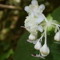 ギンバイソウ属 晩夏　茎の先端に白い花