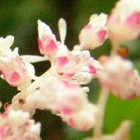 チダケサシ属 初夏に小さな赤みを帯びた白い花